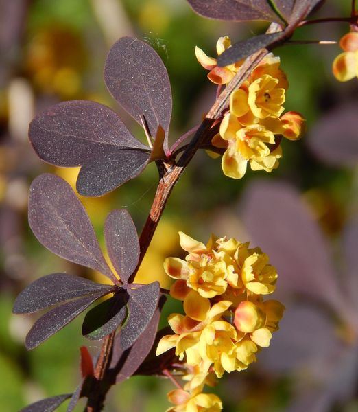 Berberis ottawensis 'Superba'